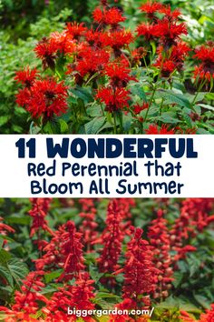 red flowers with the words 11 wonderful red perennial that bloom all summer