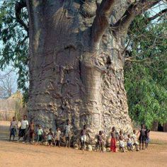 a group of people standing next to a large tree