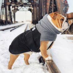 a small dog wearing a coat and standing in the snow on a train track near a bridge