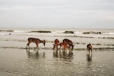 four deer are standing in the water at the beach and one is eating from the sand