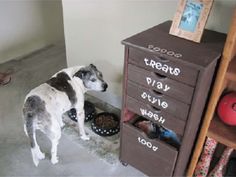 a dog standing in front of a dresser