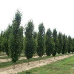 a row of trees in the middle of a field