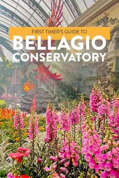 the flower garden with text that reads first timer's guide to belago conservatory