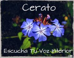 a blue flower with the words cerato in spanish on it's side