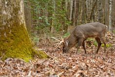 a deer grazing on leaves in the woods