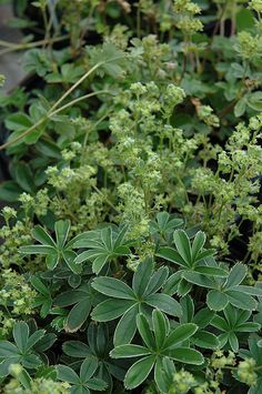 some very pretty green plants in a big pot