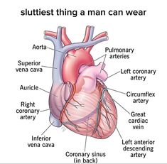 an image of the human heart with labels on it, and labeled in words below