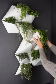 Ideas for wall plantation. Mos Wand, Interior Plants, Wall Garden, House Plants Decor, My Career, My Portfolio, Living Wall, Wall Planter, Plant Wall