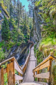 a wooden walkway in the middle of a forest