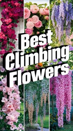 the best climbing flowers for your garden