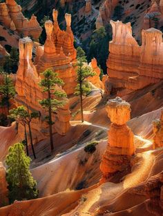 the trees are growing on the rocks in the canyons that look like they've been carved out of rock