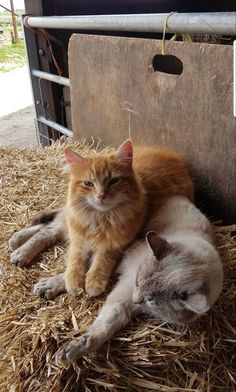 two cats laying on top of hay next to each other