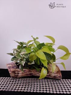 a wooden planter with green plants in it on a black and white table cloth