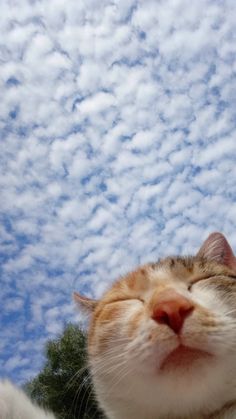 an orange and white cat is looking up at the sky with its eyes wide open