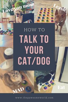 the words how to talk to your cat / dog are overlaided with images of cats and dogs