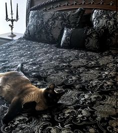 a siamese cat laying on a bed with black and white bedspread in a bedroom