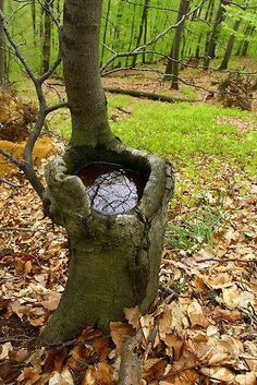 a tree stump with a hole in the middle surrounded by fallen leaves on the ground