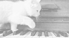 a black and white photo of a cat playing on the piano keys with it's paw