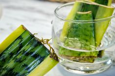 several pieces of cucumber sitting in a glass cup on a white counter top