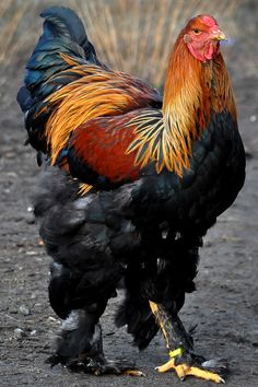 a colorful rooster standing on top of a dirt field