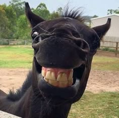 a black horse with it's mouth open and teeth wide open in front of the camera