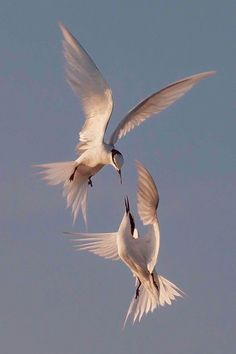 two white birds are flying in the air