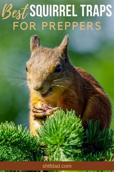 a squirrel eating on top of a tree with the words best squirrel traps for preppers