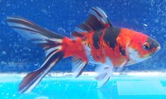 a goldfish swimming in an aquarium with blue water and bubbles on the wall behind it