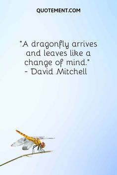 a dragonfly sitting on top of a plant next to a quote from david mitchell