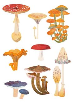 several different types of mushrooms are shown in this illustration, including one red and one yellow