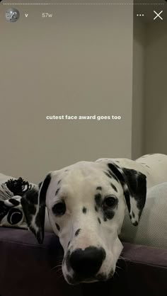 a dalmatian dog laying on top of a couch