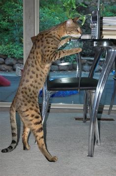 a cat standing on it's hind legs in front of a desk