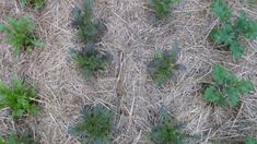 small green plants growing in the middle of dry grass