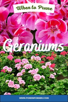 pink flowers with the words when to prine geraniums