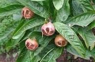 a tree with lots of green leaves and brown fruit hanging from it's branches