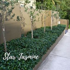 a row of trees in front of a wall with bushes growing on the sides and around it