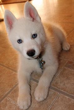 a white puppy with blue eyes sitting on the floor