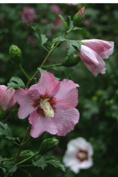 pink and white flowers with green leaves in the background