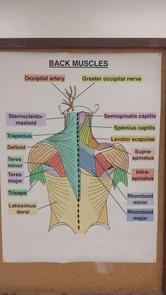 the back muscles are labeled in several different colors and names on a white board with brown trim