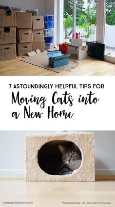 moving cats into a new home can be difficult