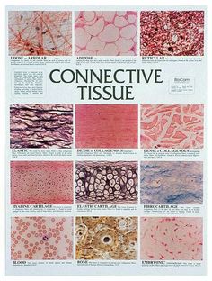 an image of some different types of tissue on the page, with words above it