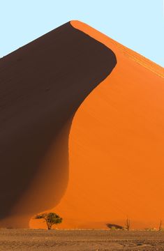 a lone tree in the middle of an orange sand dune, with blue sky above