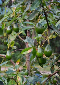 some green fruit hanging from a tree with lots of leaves on it's branches