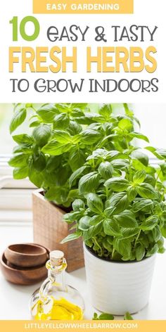 fresh herbs are growing in the window sill with text overlay reading 10 easy & tasty fresh herbs to grow indoors