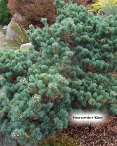 a close up of a small tree in a garden with rocks and plants behind it