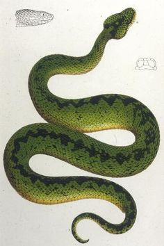 a drawing of a green snake on a white background