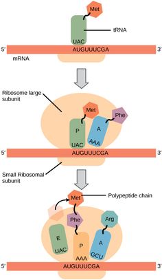 two diagrams showing the steps in how to use an anatomic mechanism for transcription