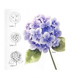 a watercolor drawing of a purple flower with green leaves and instructions on how to draw it