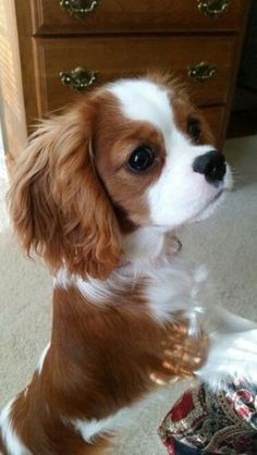 a small brown and white dog standing on its hind legs in front of a dresser