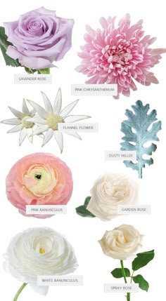 the different types of flowers are shown in this image, including pink and white roses